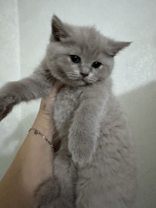 Кошки Шотландский скотиш страйт фолд Zoti toza успейте осталась 1