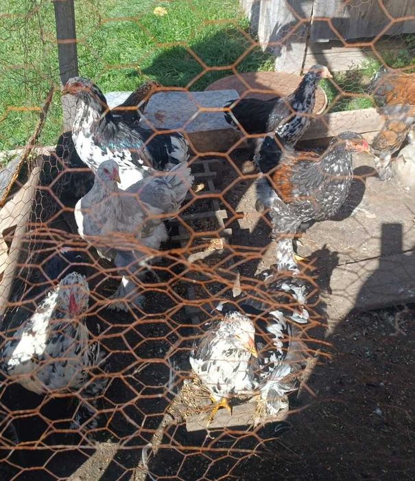 Cocosi brahma bobat, portelan si isabel