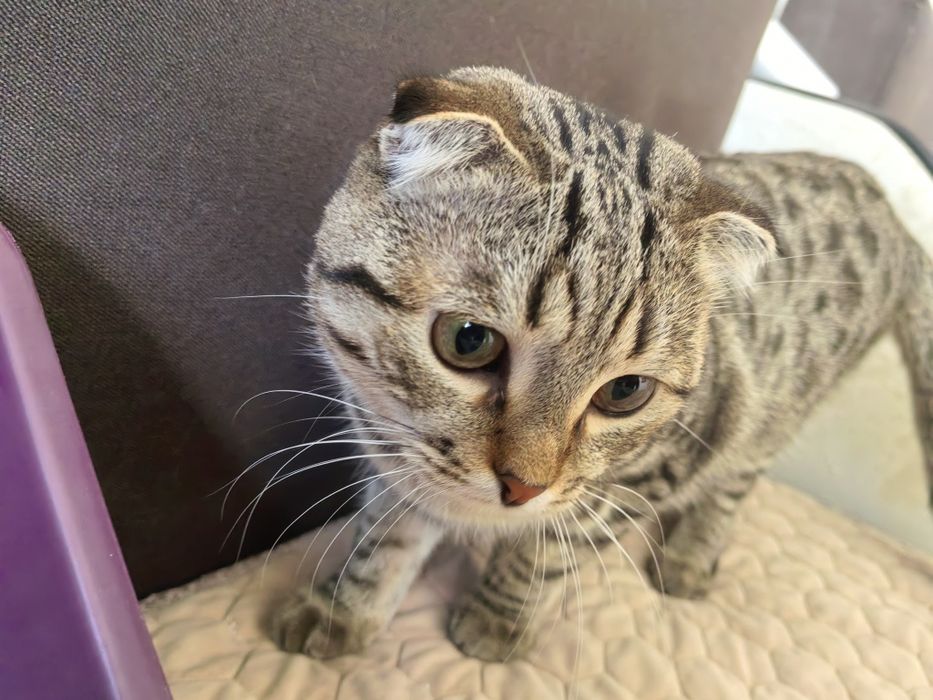 Продаётся кот Шотландский вислоухий
