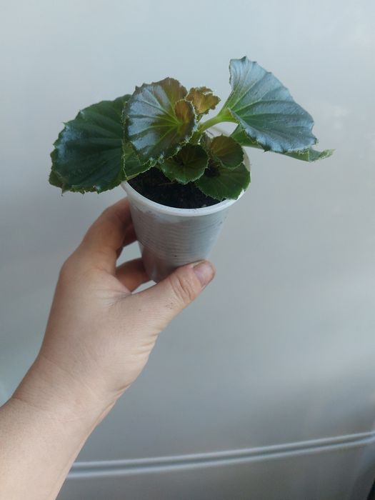 Комнатные цветы разные