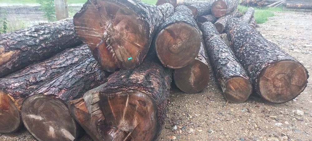 Bustean LARICE  de vanzare