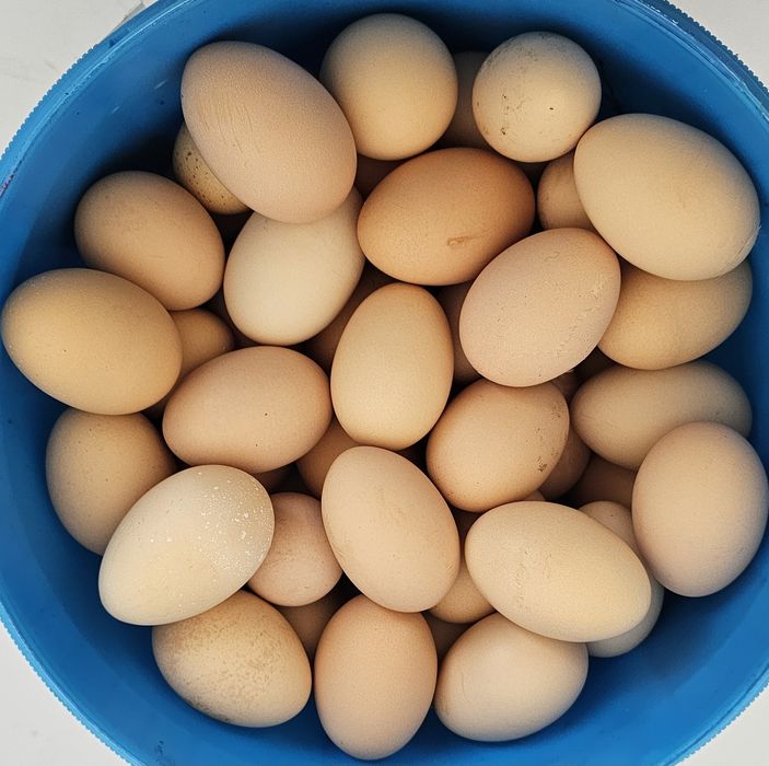 Ouă găini de casă