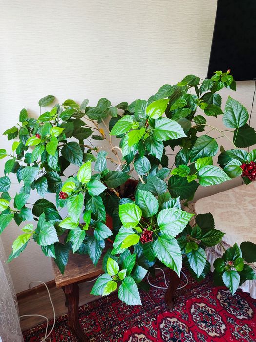 Продам комнатную розу