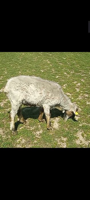 Продается козы.ешкилер сатылады