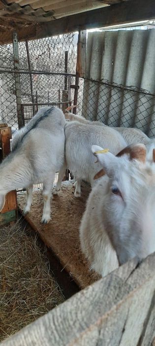 Зааненские козлята