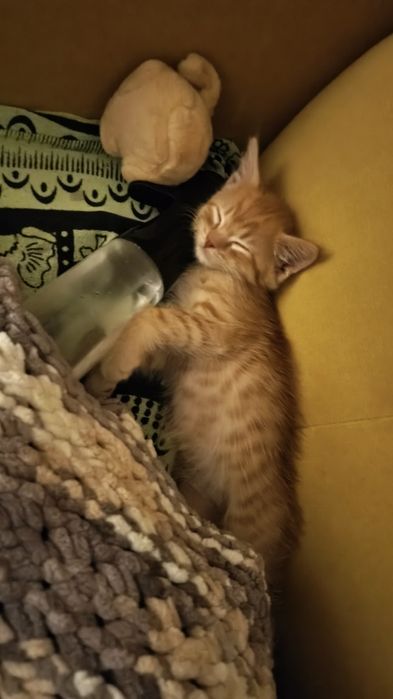 Отдадим котенка в хорошие руки