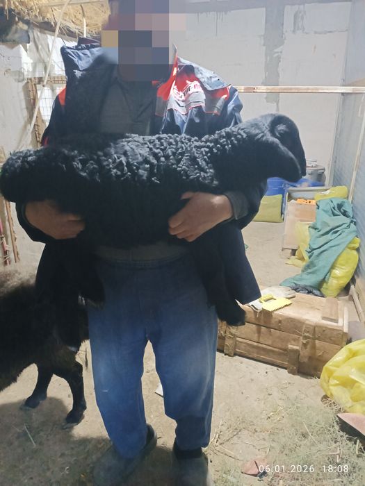 Эгиз Она ва куйлар.