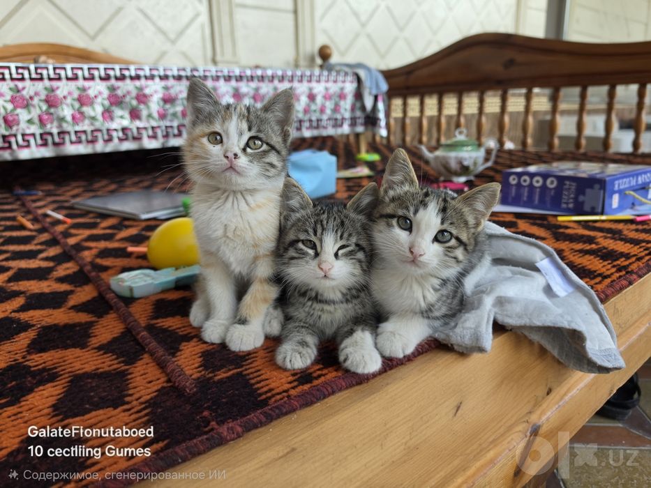 КОТЯТА в добрые руки!