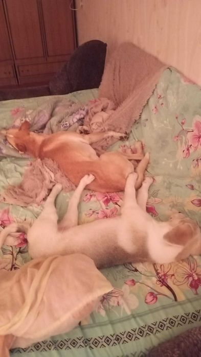 В добрые хорошие руки.