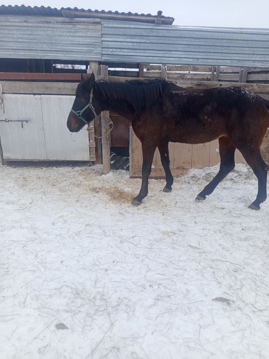 Кунан сатылады биік ірі