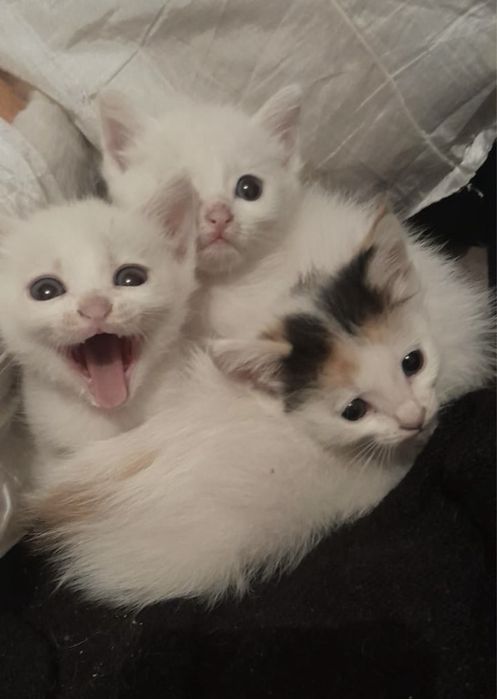 Белые котята 1.5 месяца