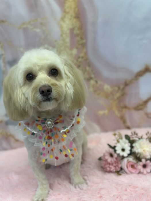 Salon frizerie canină Sector 6 - Grooming