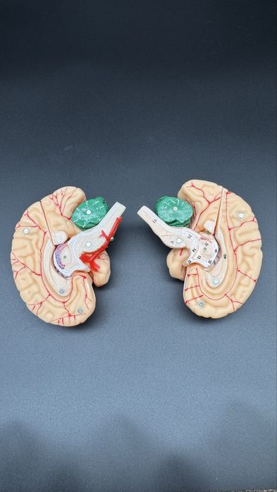 Anotomik mulyaj maket model.Анотомические муляжи макеты модели