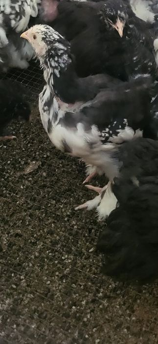 Vand pui de 2 luni de cochinchina urias bobat