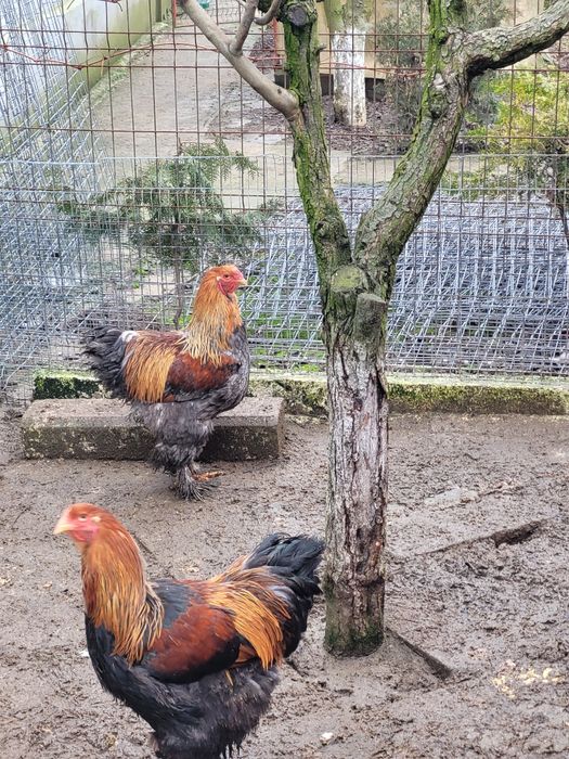 Gaini brahma potarnichiu