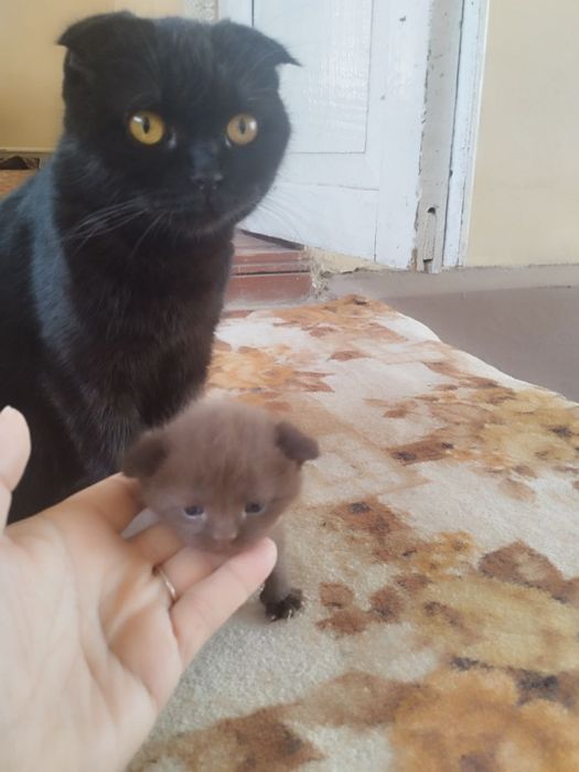 Kelishilgan naxrda beriladi