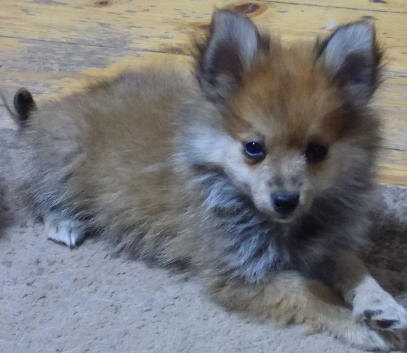 Vind pui Pomeranian