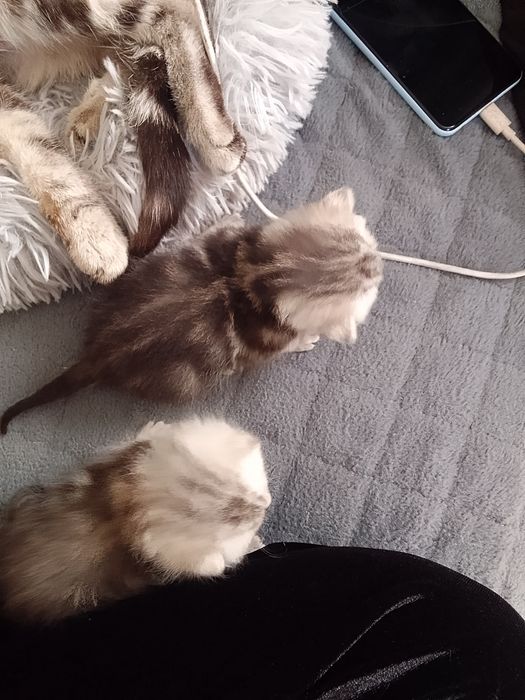 Котята шатланской