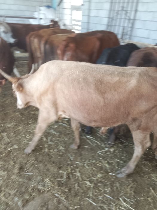 12 Бас бұқа зор бұқалар