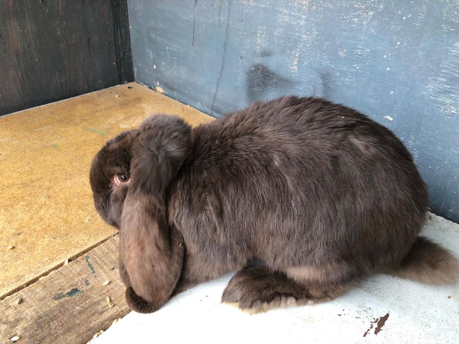 Iepuri Berbec german- rasa pura