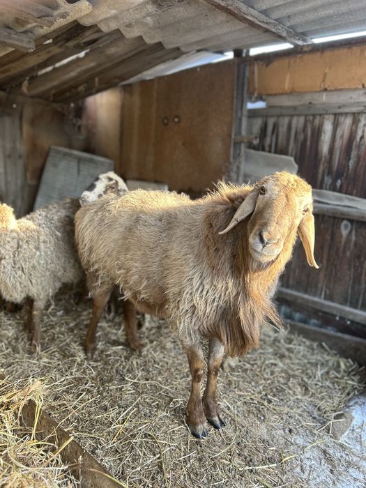 Қошқар сатылады гиссар