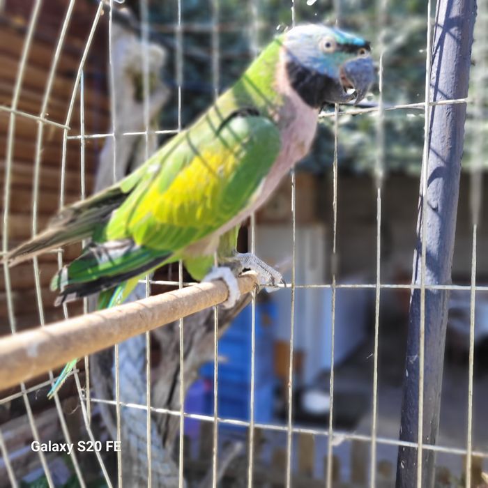 Китайски Александър с клетка(Psittacula derbiana)