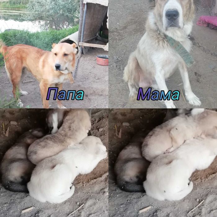 Продам щенят алабая