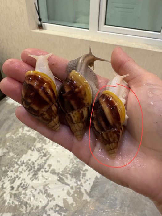 Yuz uchun ahatina ulitkala, улитка