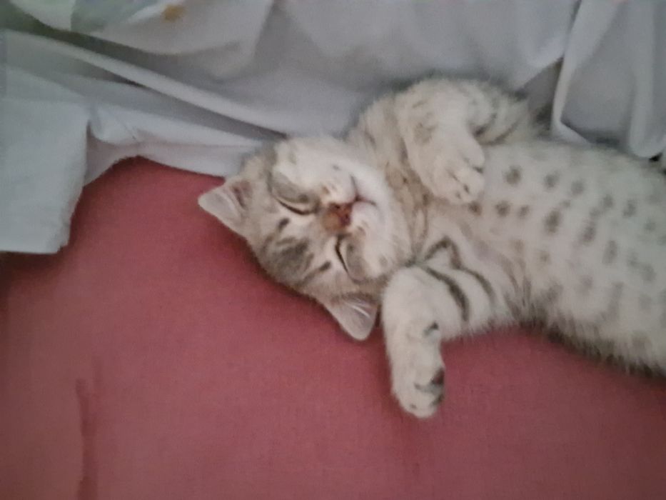Котенок милый маленький