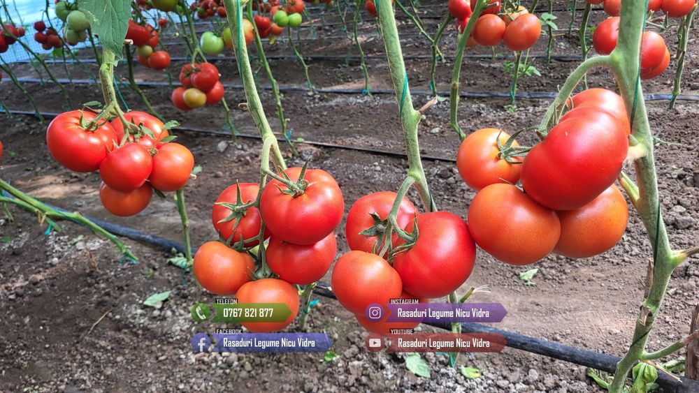 Rasad de rosii / Rasaduri rosii, vinete, ardei, alte rasaduri legume