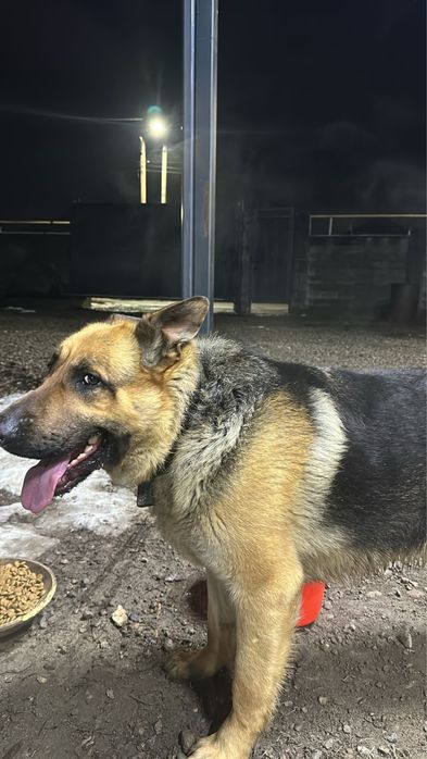 Ищем подругу для вязки.