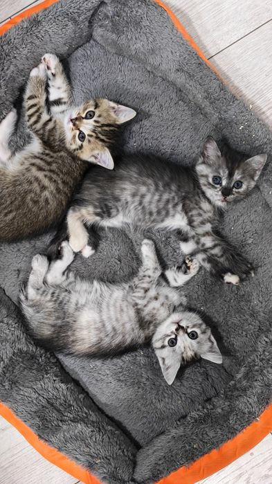 Отдам котят 1,5 месяца