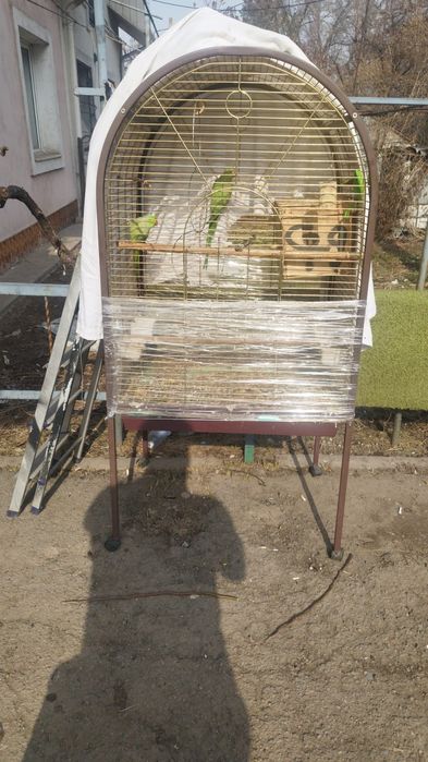 Ожереловые попугаи