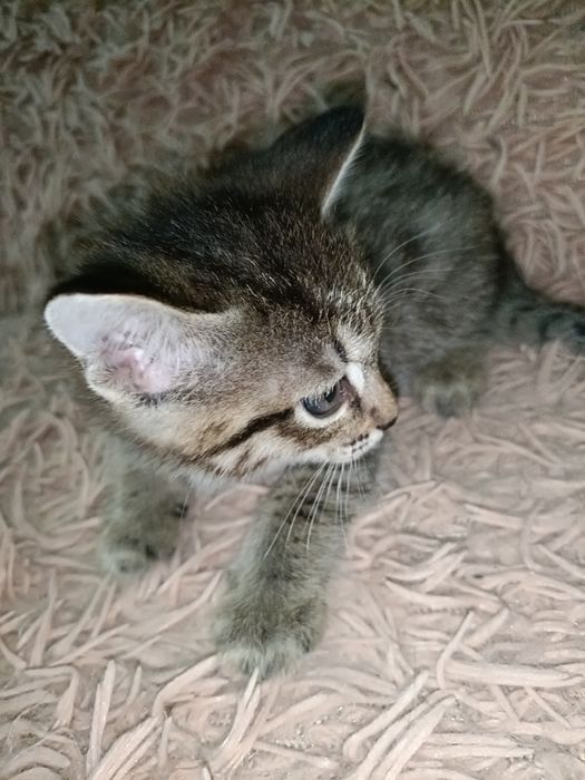 Отдам котят в хорошие руки