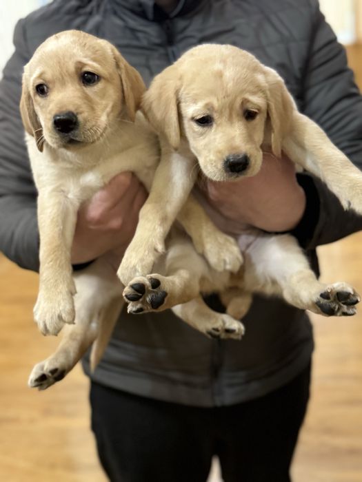 Продаются щенки лабродора ретривера