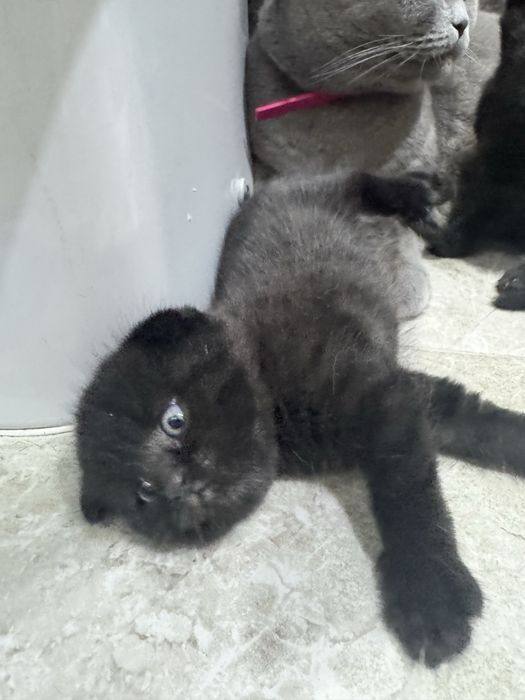 Продам котят шотландские