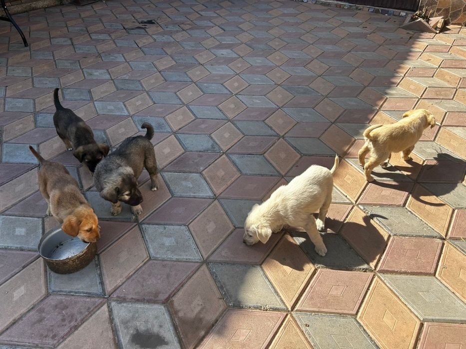 Donez cățeluși labrador