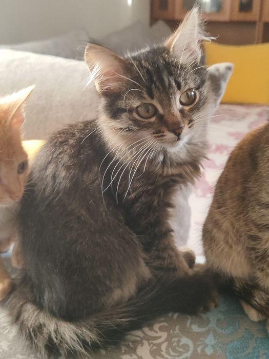 Отдам котята в добрые руки