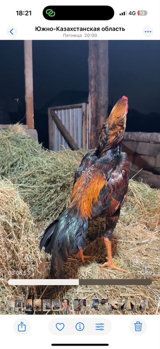 Апрелски веетнам микс