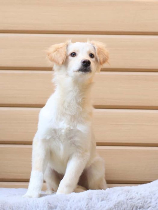 Щенки мальчики возрастом семь месяцев ищут дом