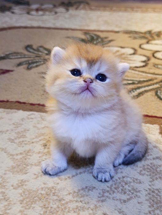 Продам котят Шиншиллят
