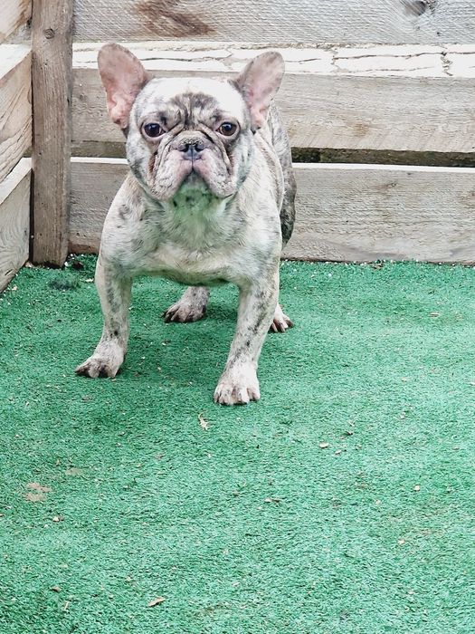 Mascul buldog francez merle