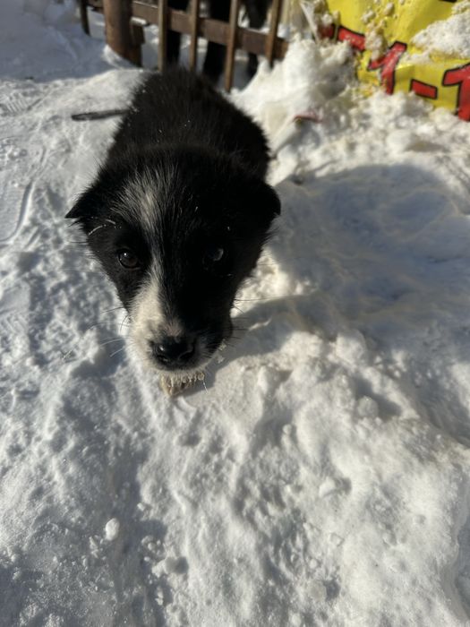 Пристраивается щенок девочка