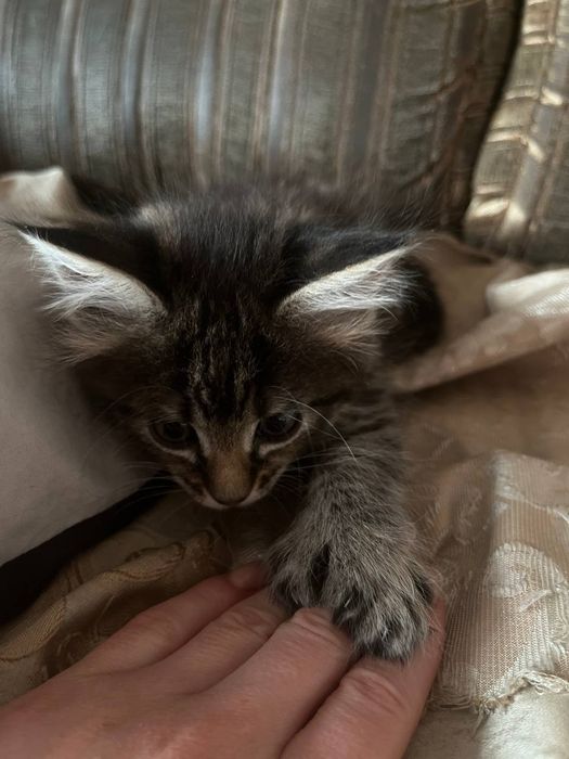 Отдам в ласковые руки, бесплатно