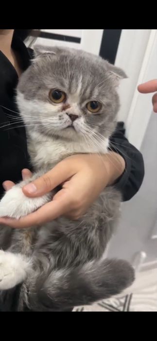 Zoti shotlandskiy juda aqili mushuk sotiladi ozim juda qimatga oganman