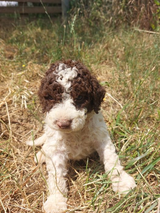 Lagotto romagnolo baiat
