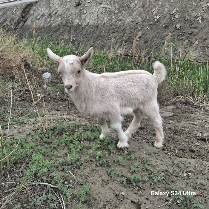 Зотли эчки болалари фермадан