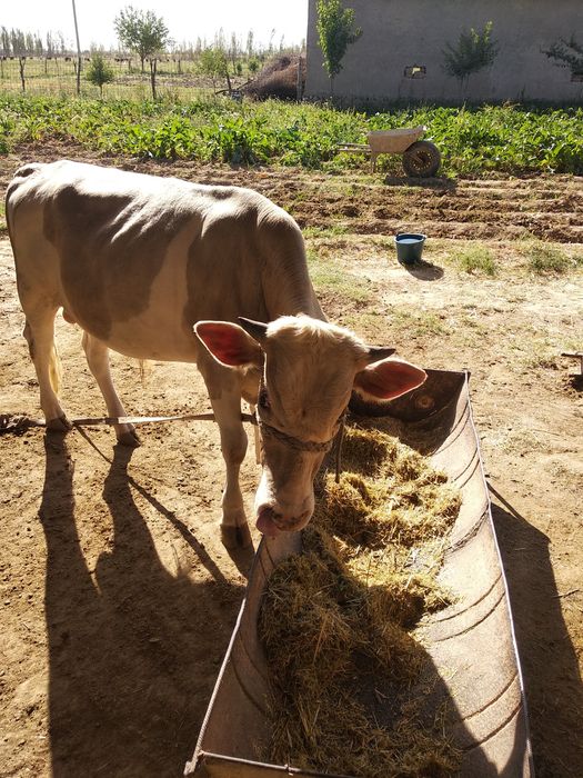 1 yoshdan oʻtgan buqachalar sotiladi 2 ta bir joyda 1 yoshdan oʻtgan
