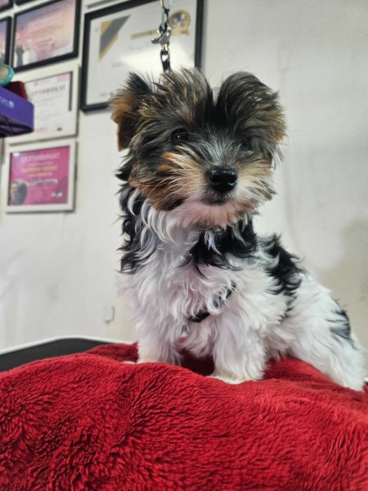 Йоркширски териер-бивер