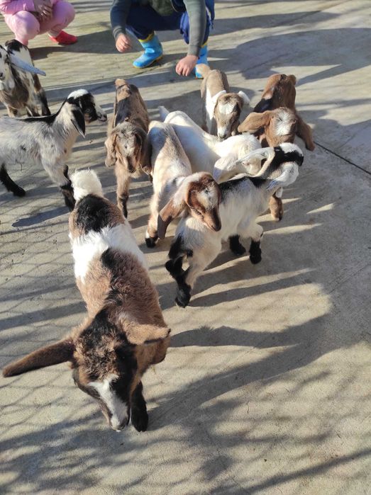 Vind iezi de anglo nubian